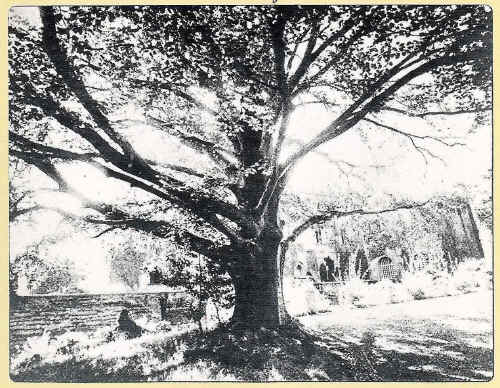foto8b.jpg (398857 byte)